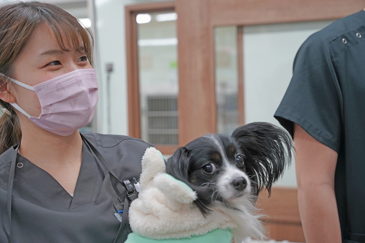 動物看護師働き方